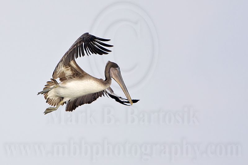 _MG_6699 Brown Pelican.jpg
