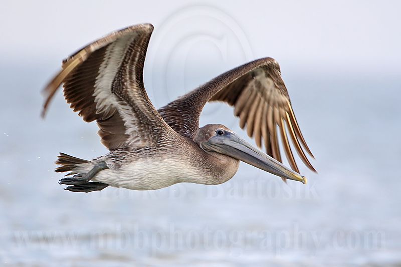 _MG_6798 Brown Pelican.jpg
