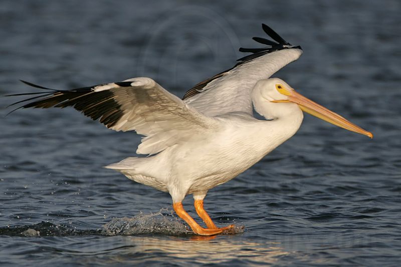 _MG_2524 American White Pelican.jpg