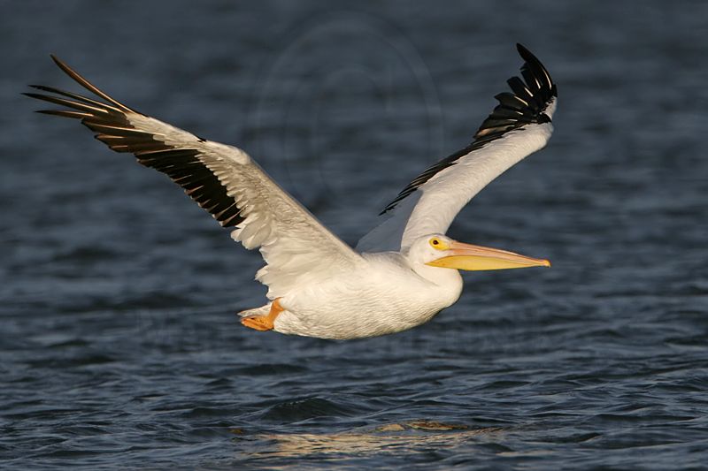 _MG_2607 American White Pelican.jpg