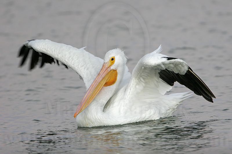 _MG_3314 American White Pelican.jpg