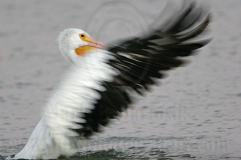 _MG_3323 American White Pelican.jpg