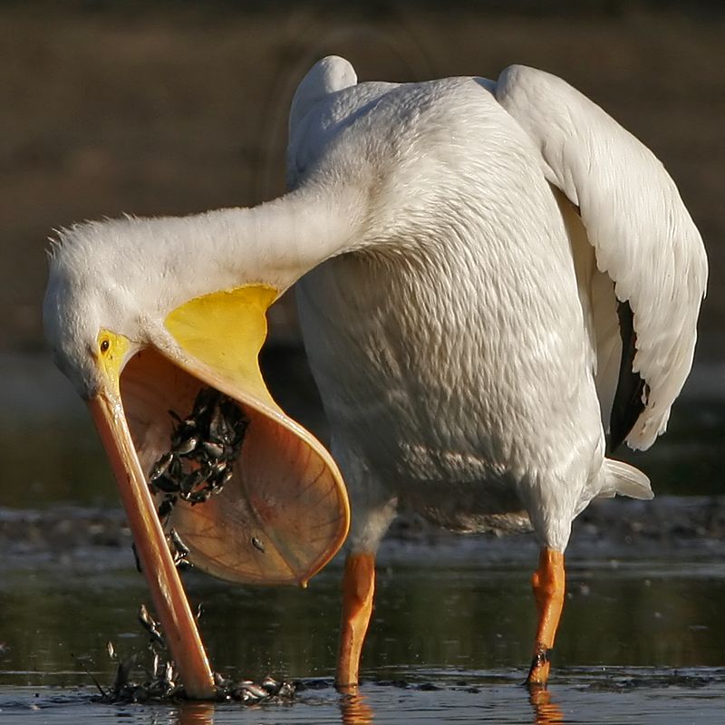 _MG_3503 American White Pelican.jpg