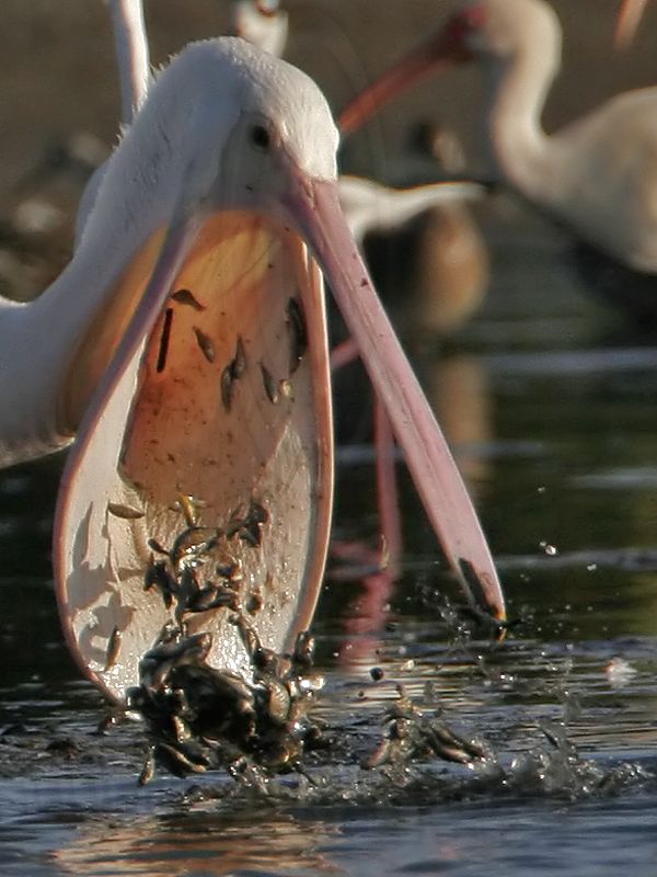 _MG_3518crop American White Pelican.jpg