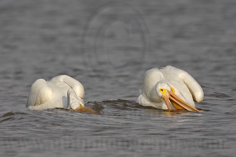 _MG_6230 American White Pelican.jpg