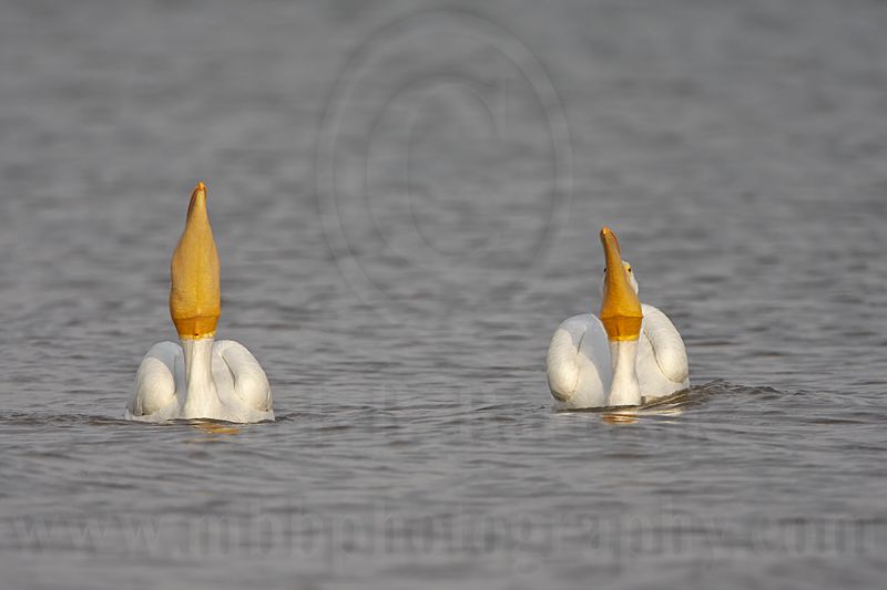 _MG_6252 American White Pelican.jpg