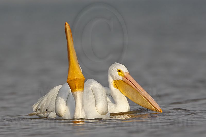 _MG_6264 American White Pelican.jpg