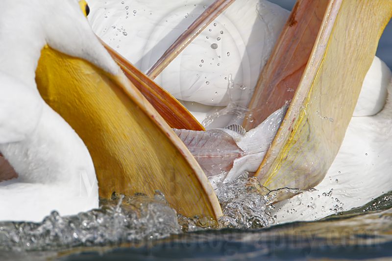 _MG_8123 American White Pelican.jpg