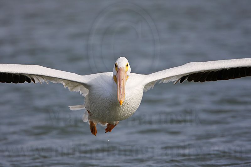 _MG_8179 American White Pelican.jpg