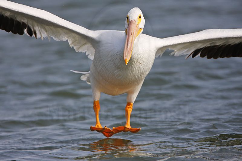 _MG_8183 American White Pelican.jpg