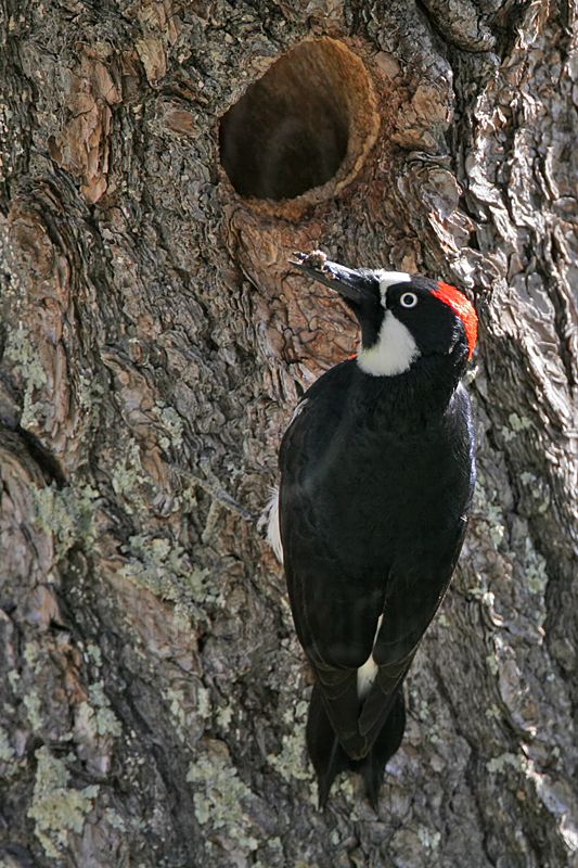 _MG_1002 Acorn Woodpecker.jpg
