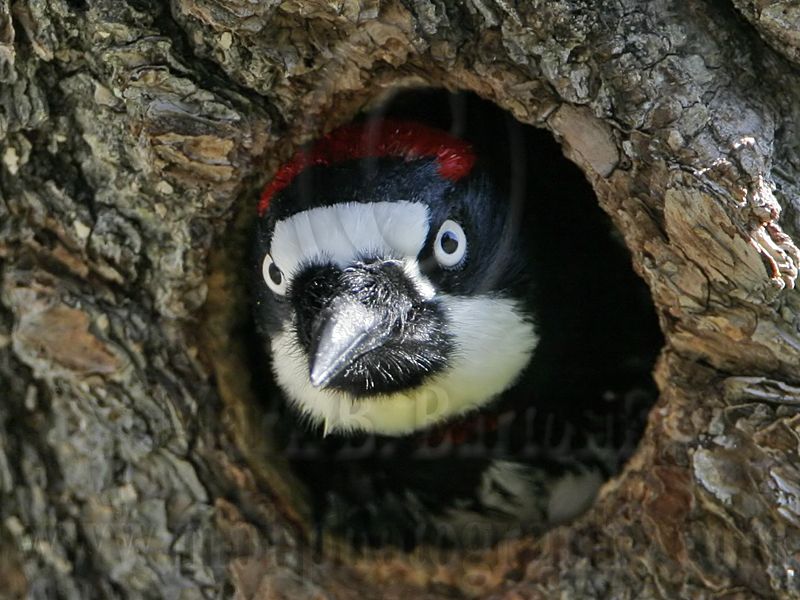 _MG_1307 Acorn Woodpecker.jpg