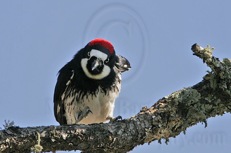 _MG_1514 Acorn Woodpecker.jpg