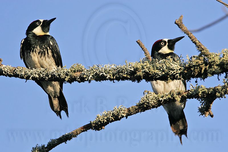 _MG_3281 Acorn Woodpecker.jpg