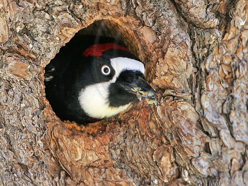 _MG_9451 Acorn Woodpecker.jpg