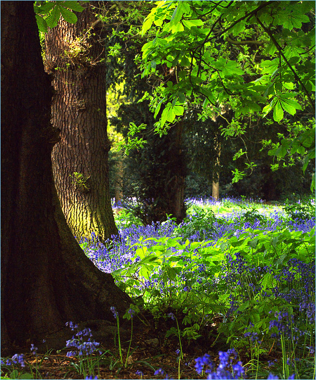 bluebells in spring 2009