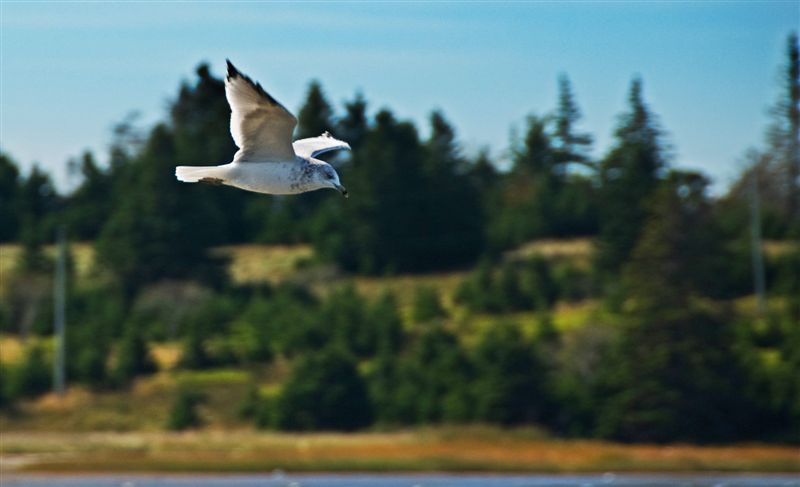 Flying seagull