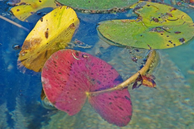 Fall color in the pond