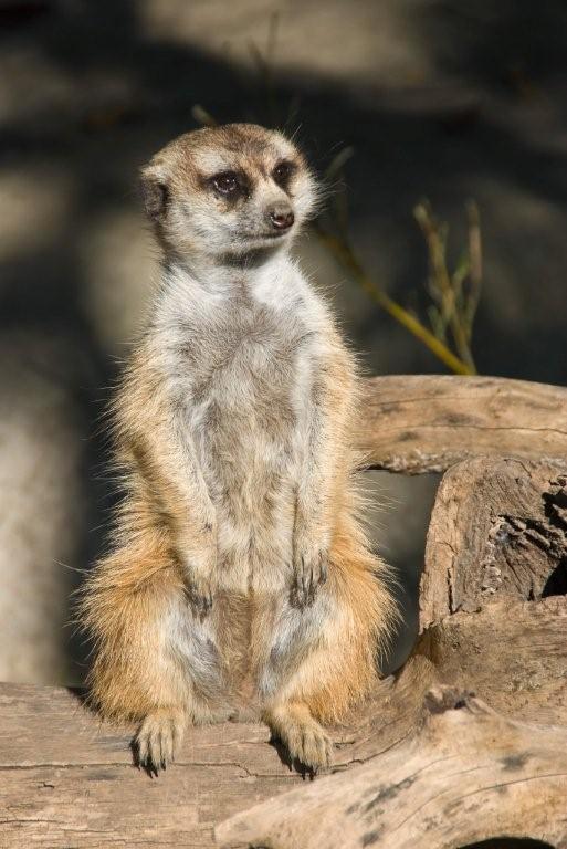 Meerkat with massy hair