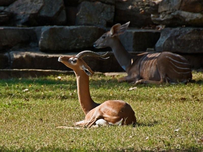 An alert deer