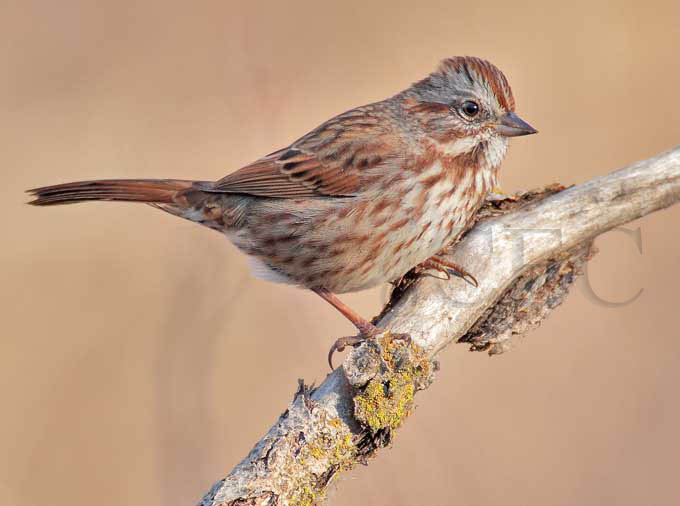 Song Sparrow, Yakima DPP_1042503 copy.jpg