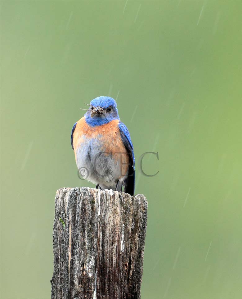 Western Bluebird male in rain Wenas _EZ40343 copy - Copy.jpg