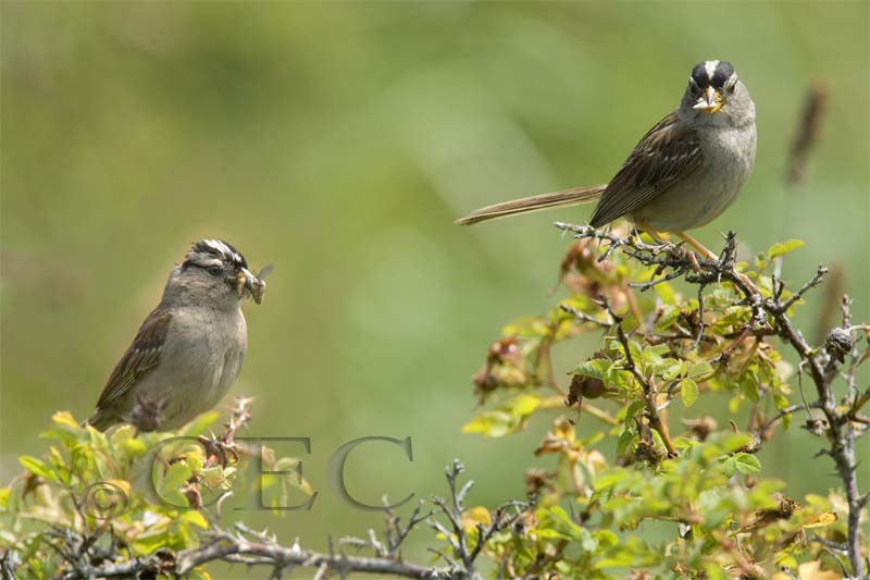 White-crowned Sparrow, breeding pair, Lopez Island  WT4P1635+33 copy - Copy.jpg