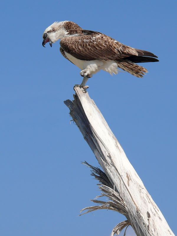 Screaming osprey