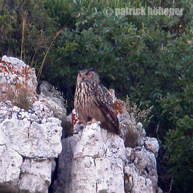 eagleowl.jpg