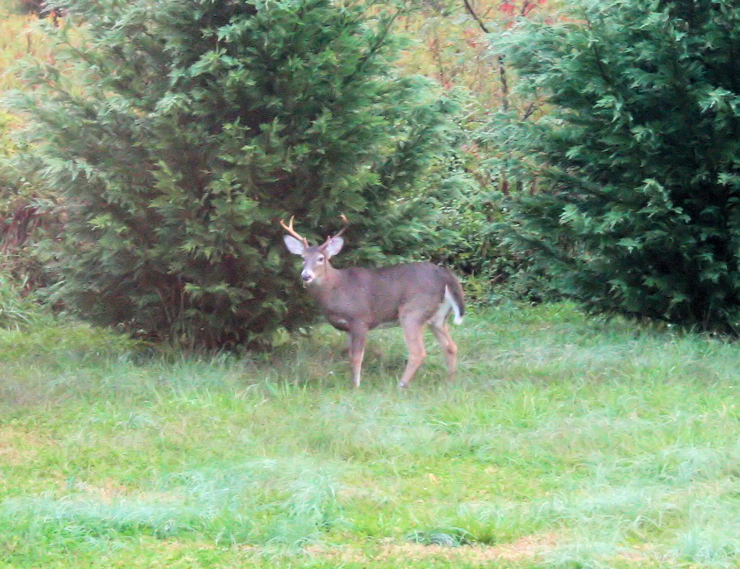 Then this biger Buck came out it was a 8 pointer