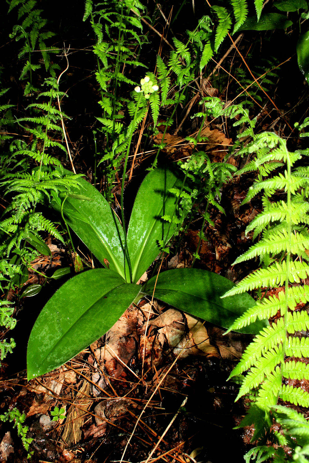 Along Basin Cove Creek Trail  5/02/09