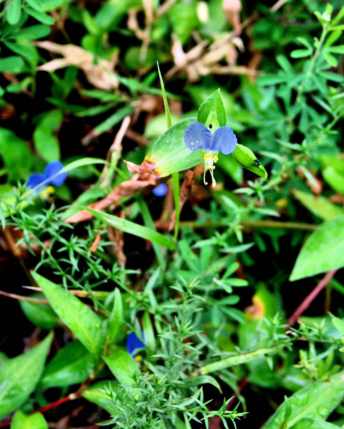 Flower On & Round Sandstone Fall WV