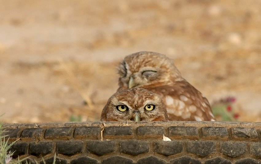 Little Owl