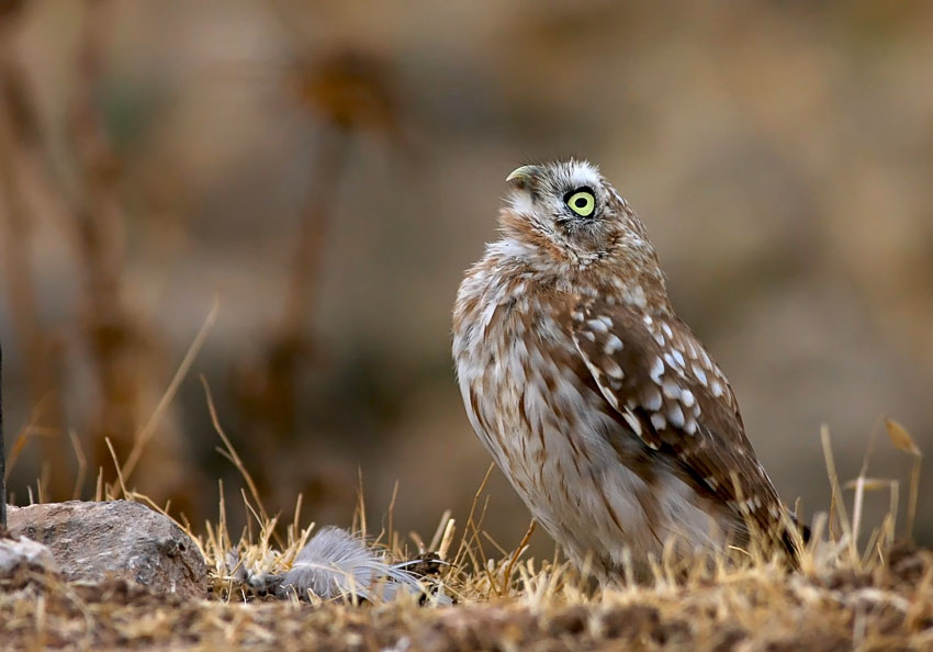 Little Owl