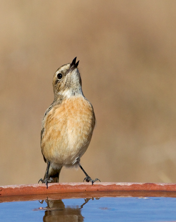 Stonechat  (female)