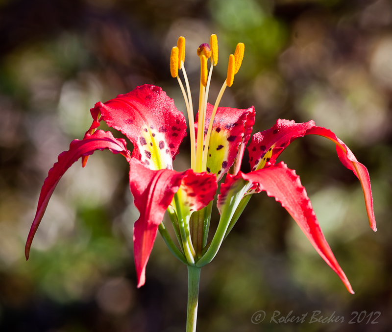 Wood Lily