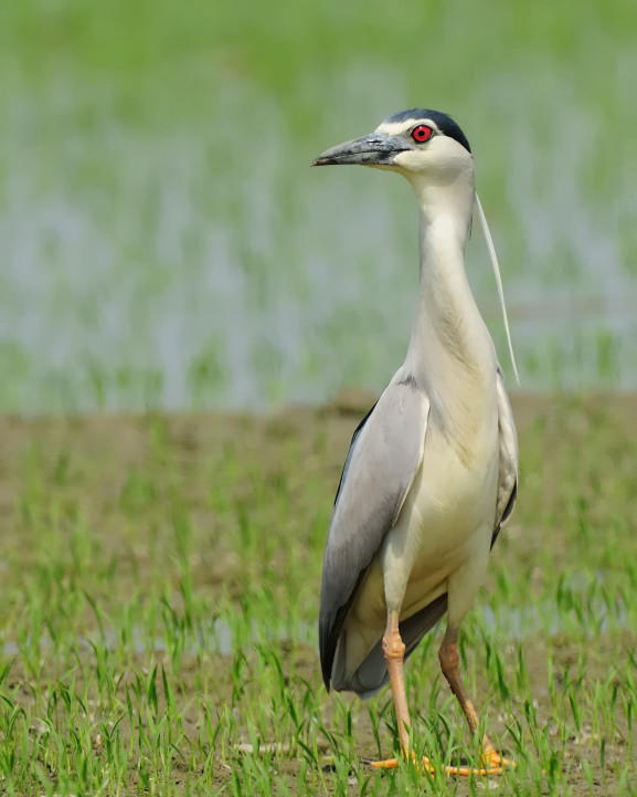 Nitticora (Nycticorax nycticorax)