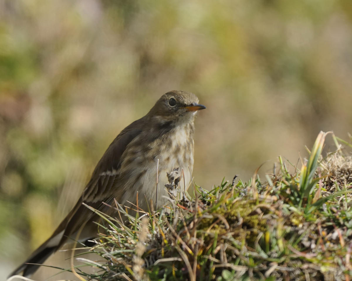 Spioncello (Anthus spinoletta)