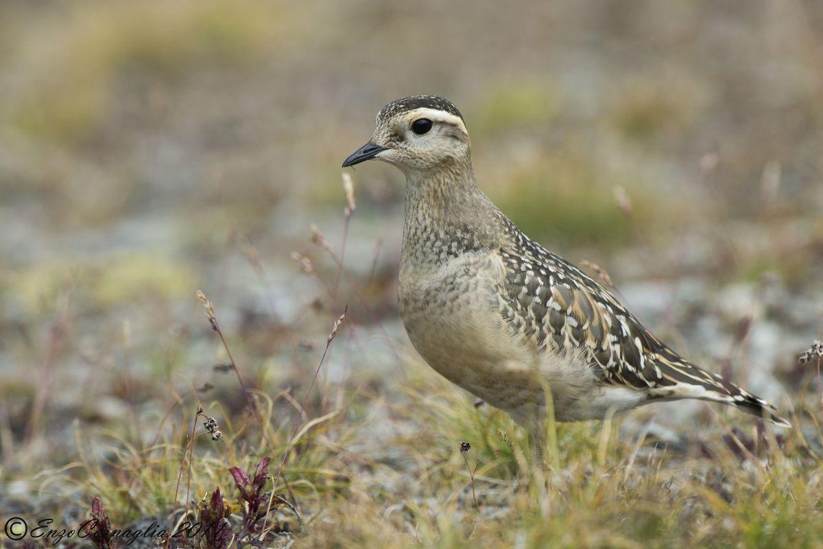 Piviere tortolino (Charadrius morinellus)