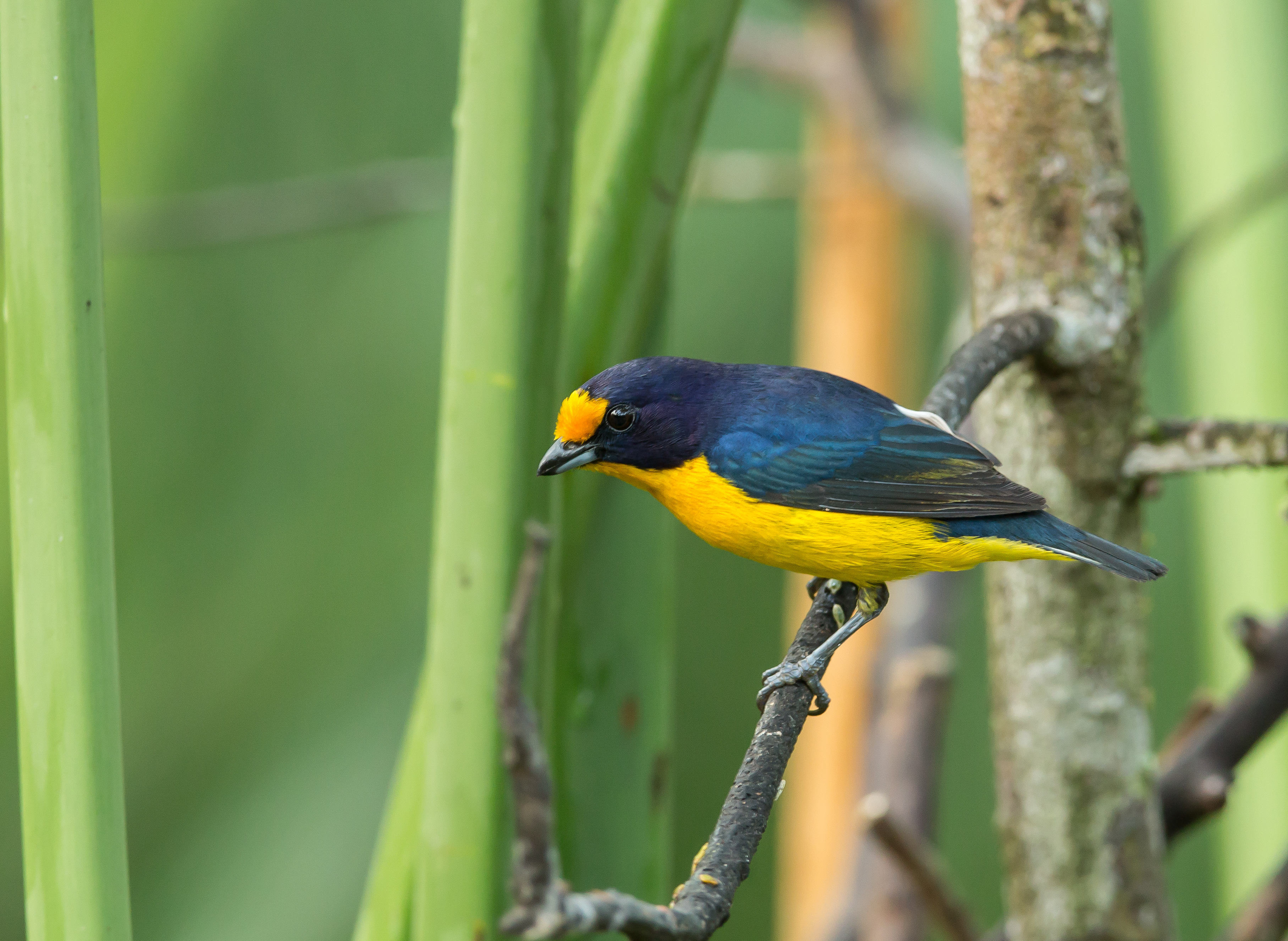 Violaceous Euphonia, Violette Organist