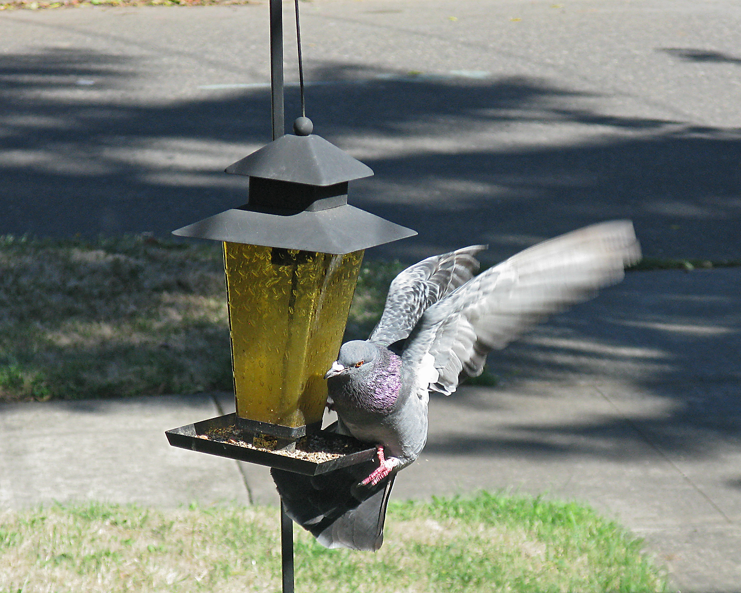 IMG_2013a.jpg
