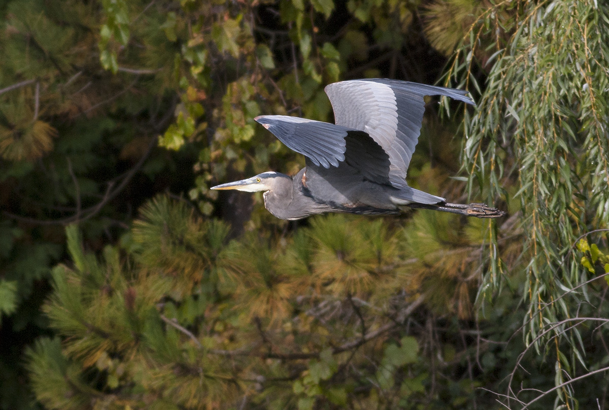 In Flight