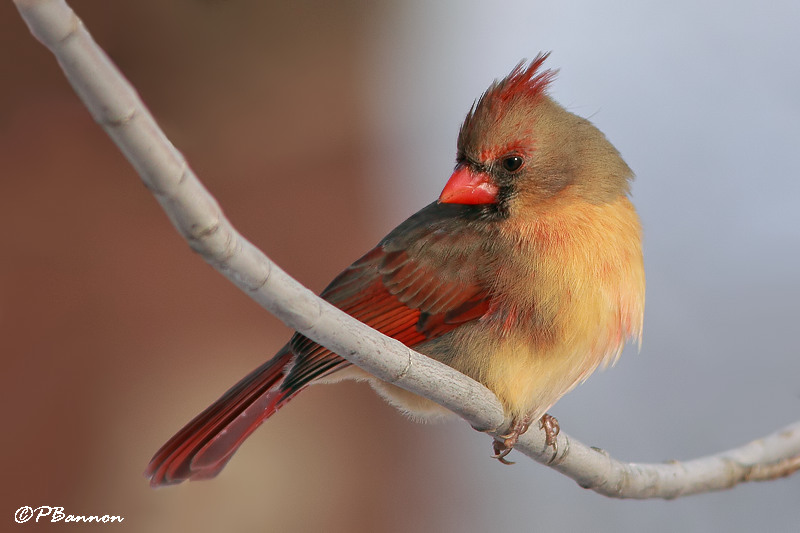 Cardinal rouge (le des Soeurs, 4 janvier 2009)