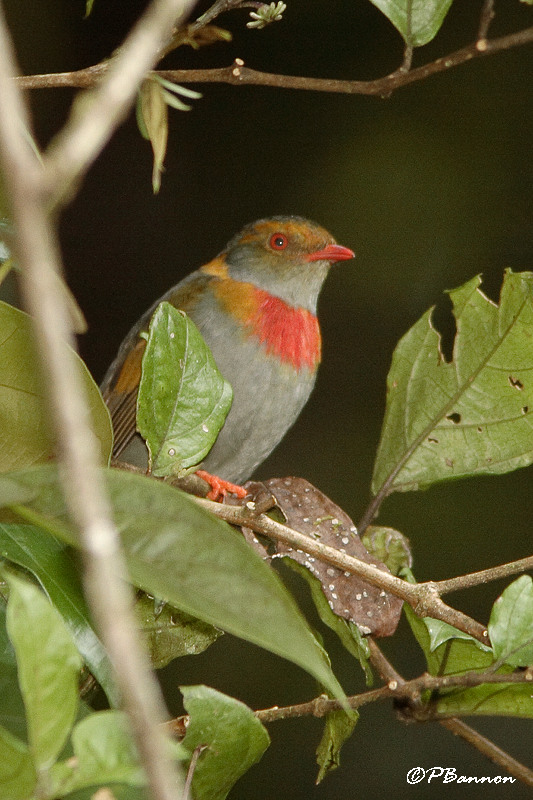 Cotinga cordon-rouge/Red-banded Fruiteater (Escalera Road, 4 dcembre 2008)