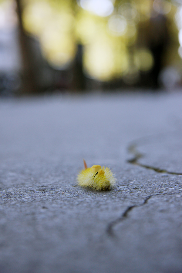 A bugs life (Paris sidewalk)
