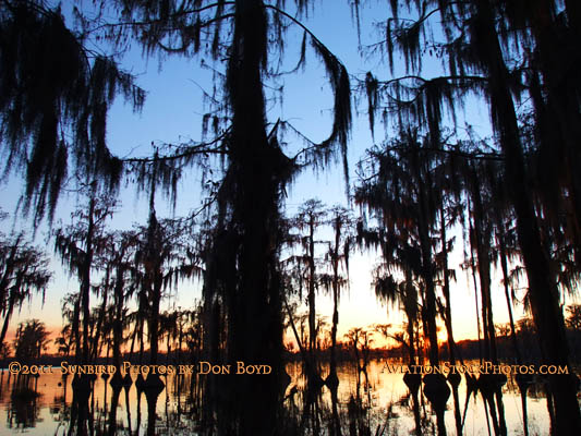 2011 - Banks Lake National Wildlife Preserve, Georgia (#6091)