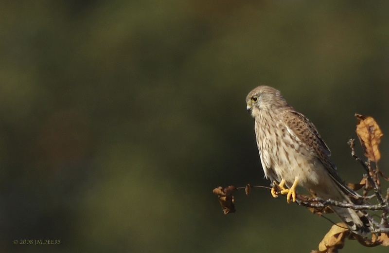 Falco tinnunculus