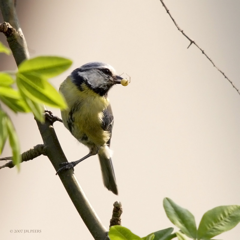 Cyanistes caeruleus - Msange bleue - Eurasian Blue Tit