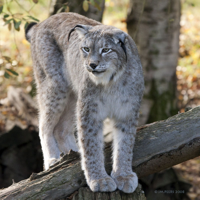 Lynx de Siberie - lynx lynx wrangeli