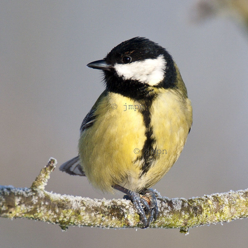 Parus major - Mésange charbonnière - Great Tit